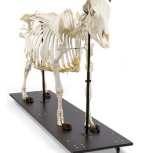 Bovine Skeleton Bos Taurus with Horns Articulated
