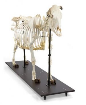 Bovine Skeleton Bos Taurus with Horns Articulated