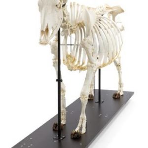 Bovine Skeleton On the Base