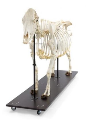 Bovine Skeleton On the Base