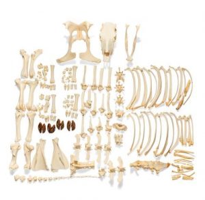 Bovine Skeleton Bos Taurus without Horns Disarticulated