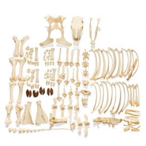 Bovine Skeleton Bos Taurus without Horns Disarticulated