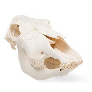 Bovine Skull Bos Taurus without Horns Specimen - Image 2