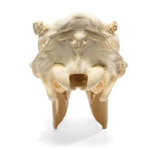 Bovine Skull Bos Taurus without Horns Specimen - Image 3