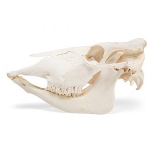 Bovine Skull Bos Taurus without Horns Specimen
