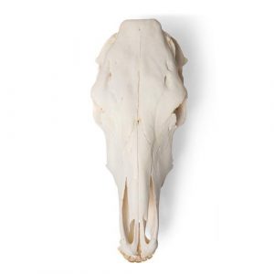 Bovine Skull Bos Taurus without Horns Specimen - Image 4