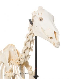 Horse Skeleton Equus Ferus Caballus Female Specimen - Image 2