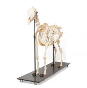 Horse Skeleton Equus Ferus Caballus Female Specimen - Image 3