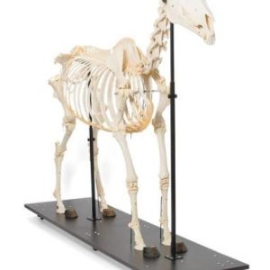Horse Skeleton Equus Ferus Caballus Female Specimen