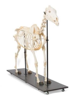 Horse Skeleton Equus Ferus Caballus Female Specimen