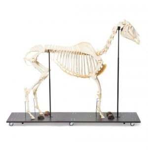 Horse Skeleton Equus Ferus Caballus Male Specimen - Image 3