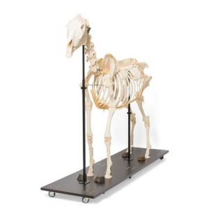 Horse Skeleton Equus Ferus Caballus Male Specimen