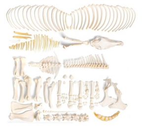 Horse Skeleton Equus Ferus Caballus Female Disarticulated