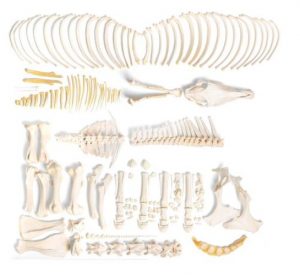 Horse Skeleton Equus Ferus Caballus Male Disarticulated