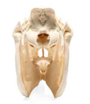 Horse Skull Equus Ferus Caballus Specimen - Image 2