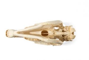 Horse Skull Equus Ferus Caballus Specimen - Image 3