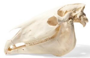 Horse Skull Equus Ferus Caballus Specimen