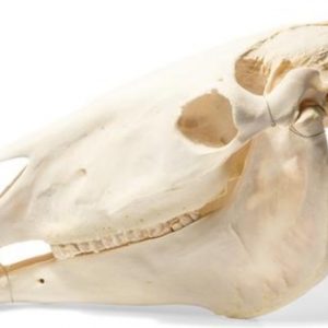 Horse Skull Equus Ferus Caballus Specimen