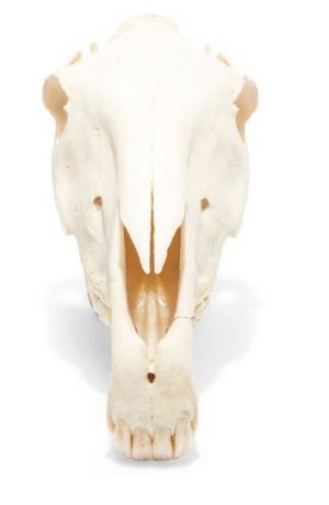 Horse Skull Equus Ferus Caballus Specimen - Image 4