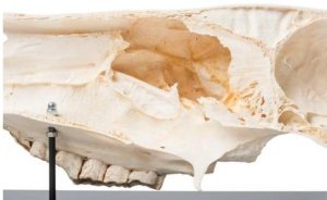 Half Horse Skull Equus Ferus Caballus Specimen - Image 3