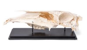 Half Horse Skull Equus Ferus Caballus Specimen