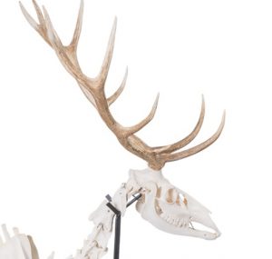 Red Deer Skeleton Cervus Elaphus Male Articulated On Base - Image 2