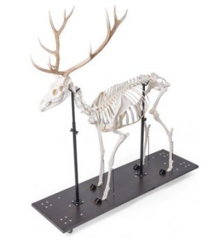 Red Deer Skeleton Cervus Elaphus Male Articulated On Base