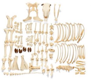 Bovine Skeleton Bos Taurus with Horns Disarticulated
