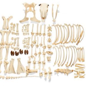 Bovine Skeleton Bos Taurus with Horns Disarticulated