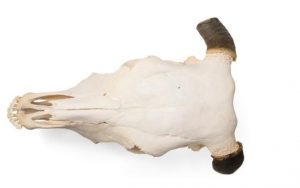 Bovine Skull Bos Taurus With Horns Specimen - Image 2