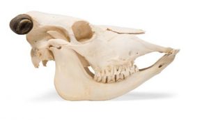 Bovine Skull Bos Taurus With Horns Specimen - Image 3