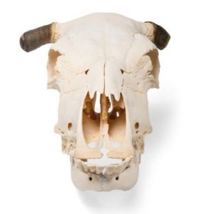 Bovine Skull Bos Taurus With Horns Specimen