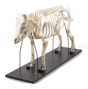 Domestic Pig Skeleton Sus Scrofa Domesticus Female Specimen