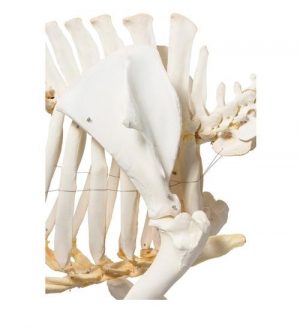 Domestic Pig Skeleton Sus Scrofa Domesticus Male Specimen - Image 2