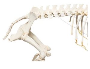 Domestic Pig Skeleton Sus Scrofa Domesticus Male Specimen - Image 4