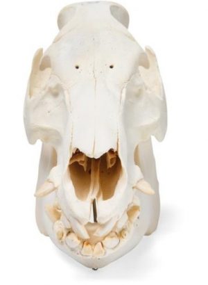 Domestic Pig Skull Sus Scrofa Domesticus Male Specimen - Image 3