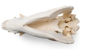 Domestic Pig Skull Sus Scrofa Domesticus Male Specimen - Image 4