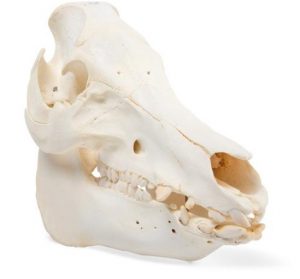 Domestic Pig Skull Sus Scrofa Domesticus Female Specimen - Image 2