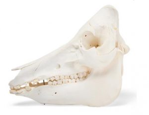 Domestic Pig Skull Sus Scrofa Domesticus Female Specimen