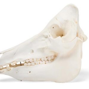 Domestic Pig Skull Sus Scrofa Domesticus Female Specimen