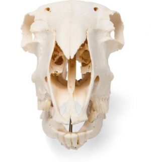 Domestic Sheep Skull Ovis Aries Male Specimen - Image 3