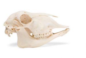Domestic Sheep Skull Ovis Aries Male Specimen