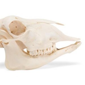 Domestic Sheep Skull Ovis Aries Male Specimen