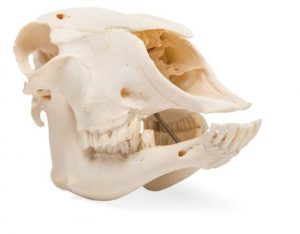 Domestic Sheep Skull Ovis Aries Female Specimen - Image 2