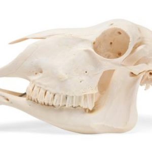 Domestic Sheep Skull Ovis Aries Female Specimen