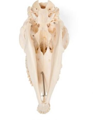 Domestic Sheep Skull Ovis Aries Female Specimen - Image 4