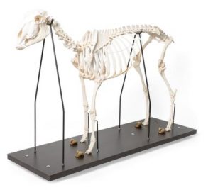 Sheep Skeleton Female - Image 2