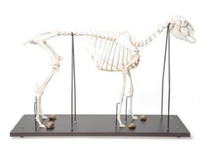 Sheep Skeleton Female