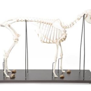 Sheep Skeleton Female