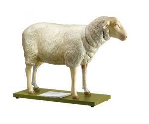 Sheep Model 11 Parts